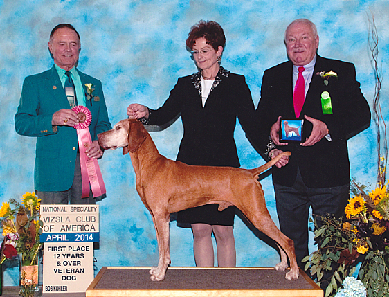 National dog show vizsla hot sale